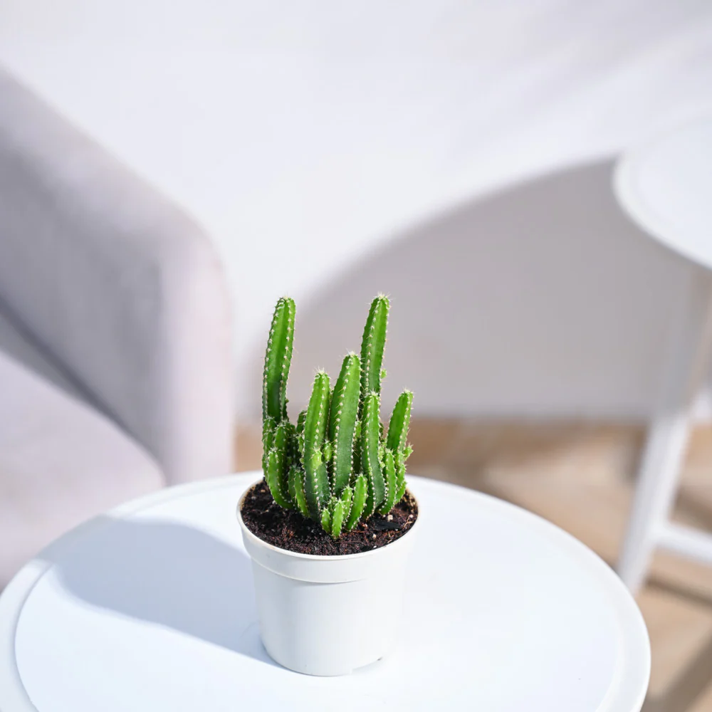 Cactus Plant - Elongated - Image 55