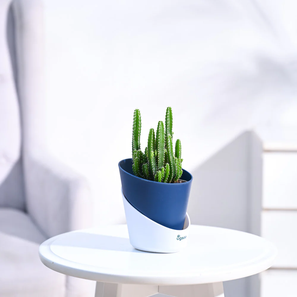 Cactus Plant - Elongated - Image 61