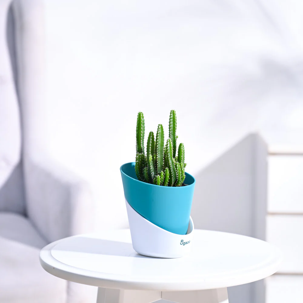 Cactus Plant - Elongated - Image 65