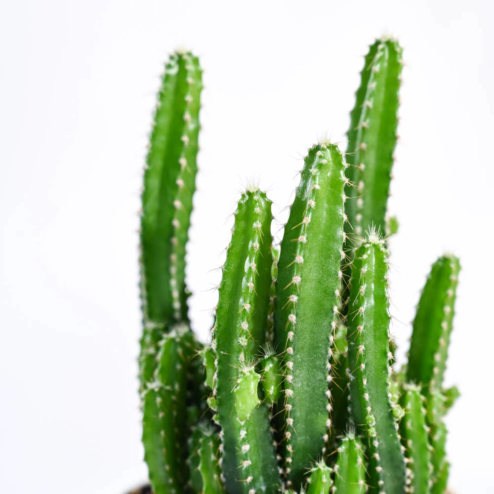 Cactus Plant - Elongated - Image 70