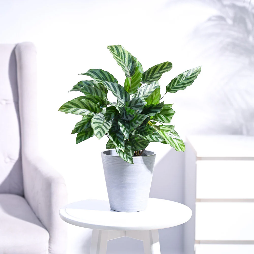 Calathea Freddie - Medium - Image 11