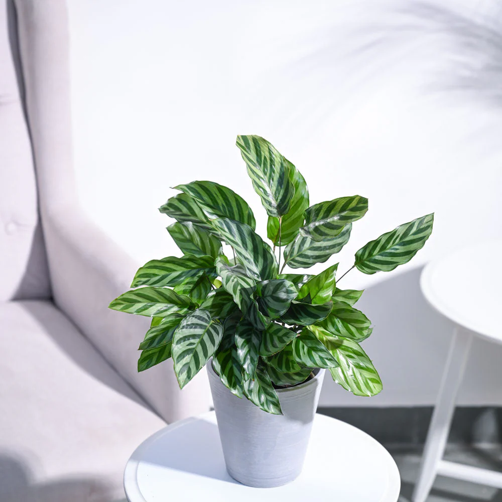 Calathea Freddie - Medium - Image 14