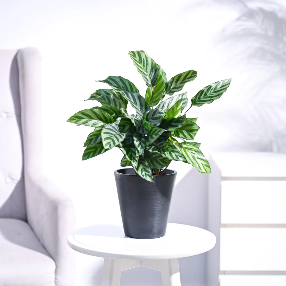 Calathea Freddie - Medium - Image 15