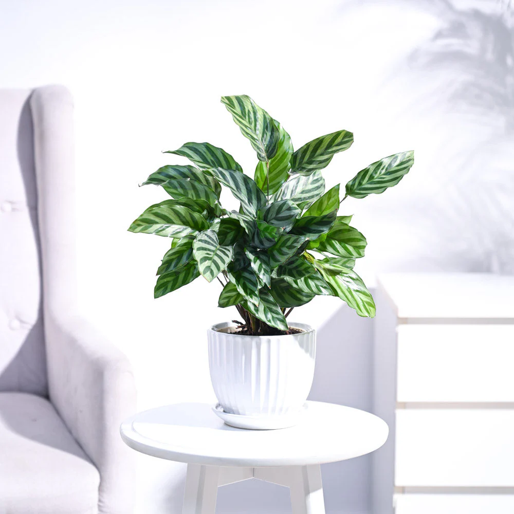 Calathea Freddie - Medium - Image 19