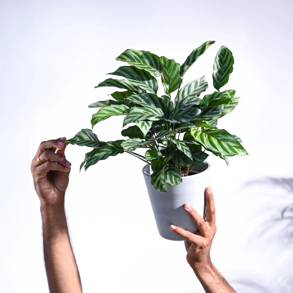 Calathea Freddie - Medium - Image 21