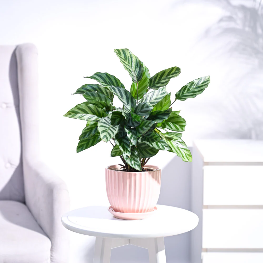 Calathea Freddie - Medium - Image 23