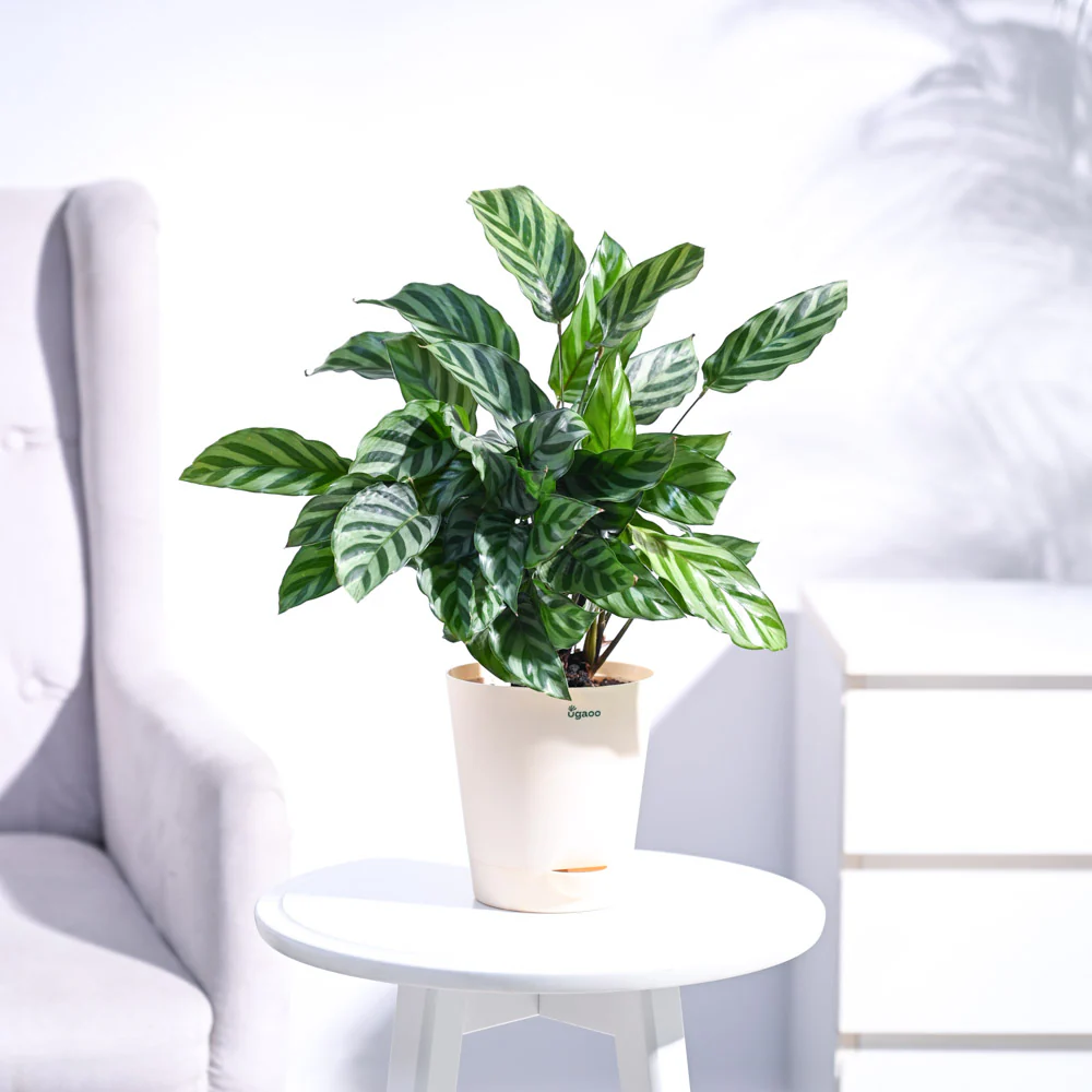 Calathea Freddie - Medium - Image 27