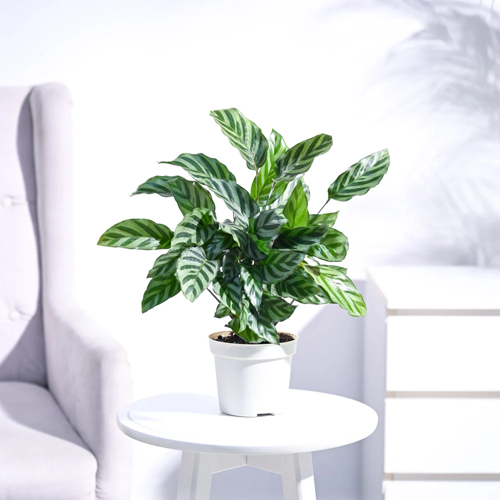 Calathea Freddie - Medium - Image 3