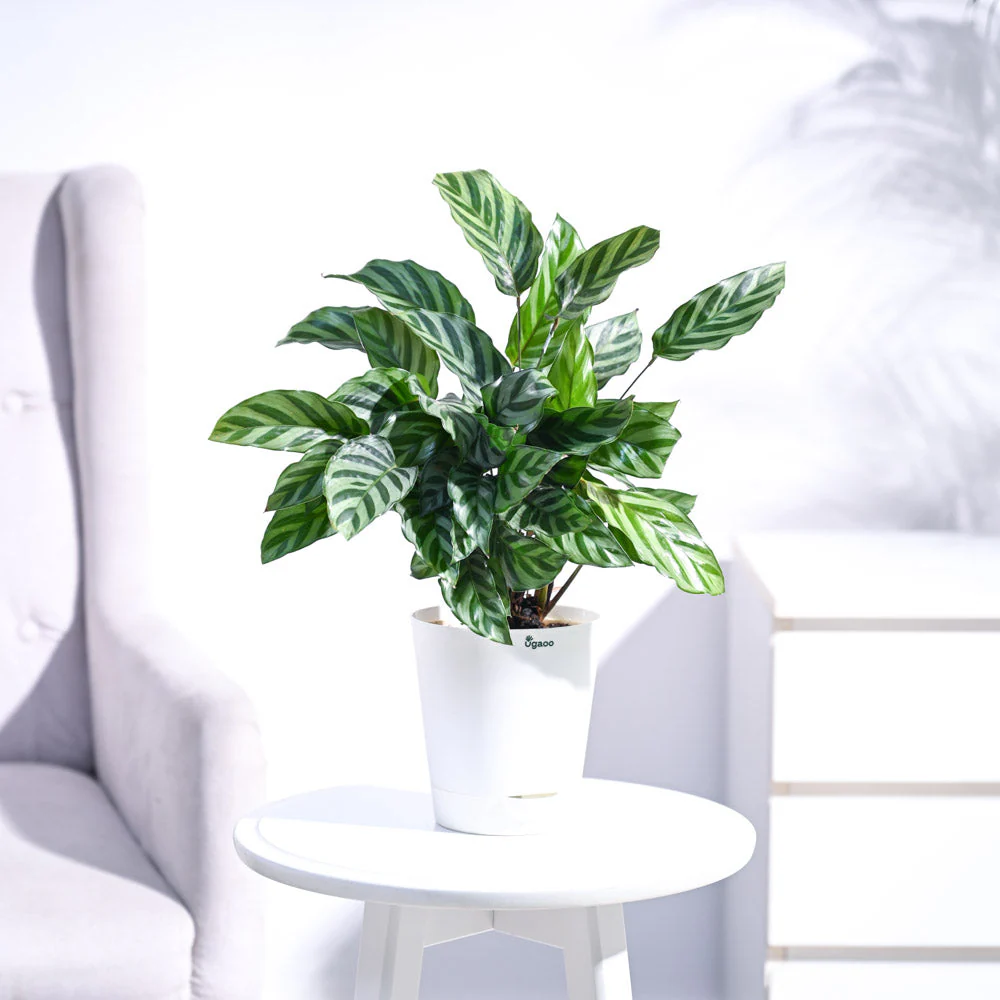 Calathea Freddie - Medium - Image 31