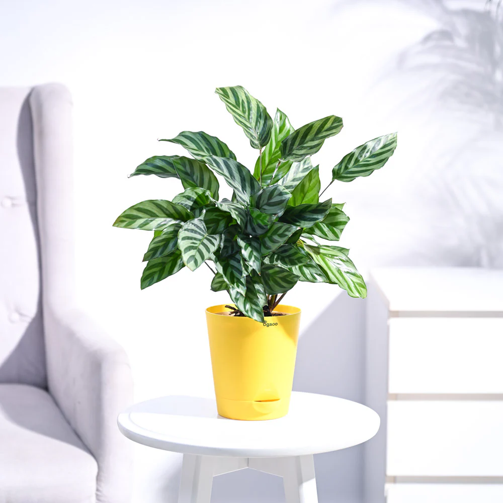 Calathea Freddie - Medium - Image 35