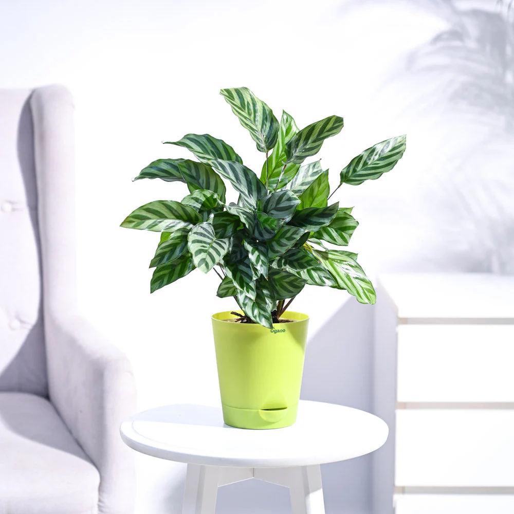 Calathea Freddie - Medium - Image 39