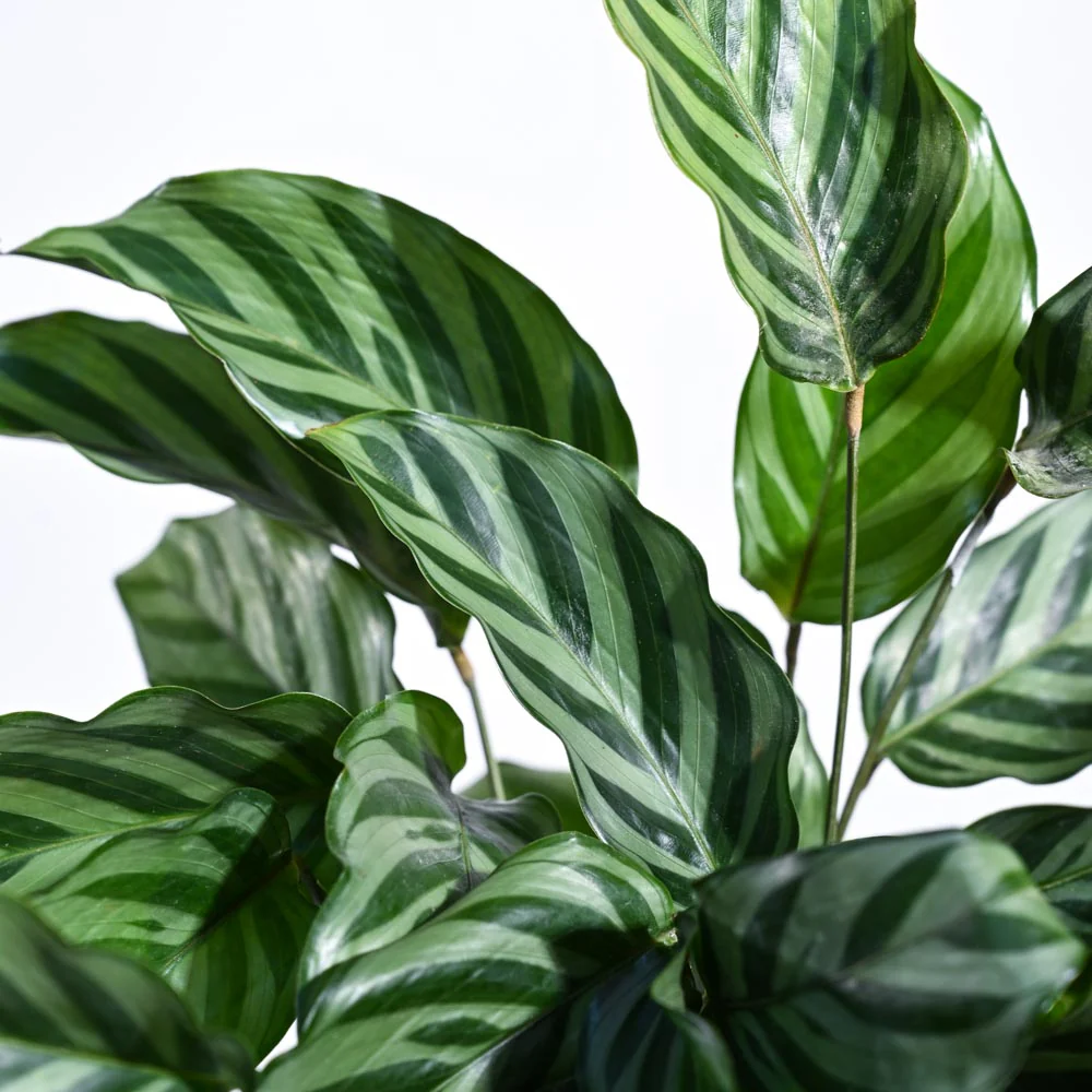 Calathea Freddie - Medium - Image 43