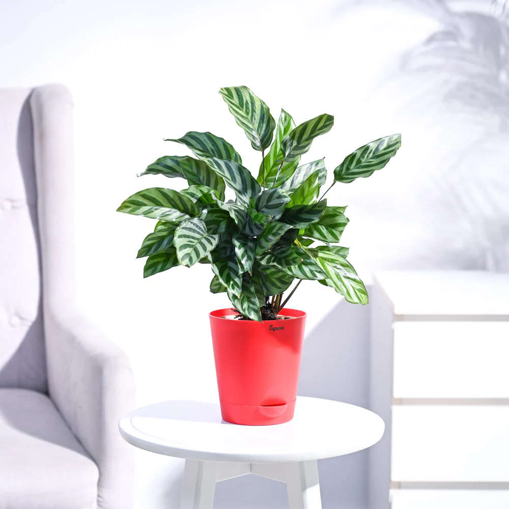 Calathea Freddie - Medium - Image 46