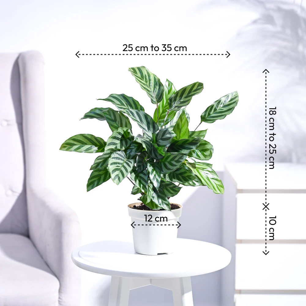 Calathea Freddie - Medium - Image 6