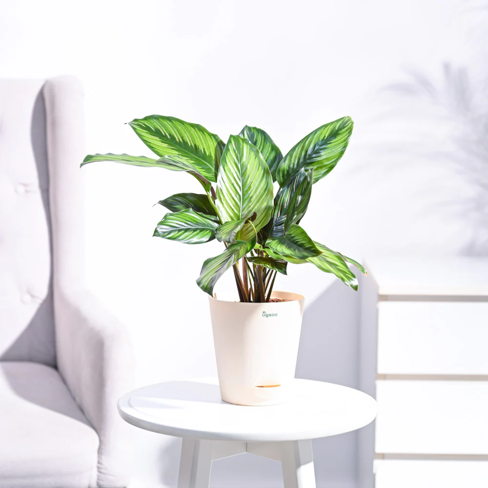Calathea Pinstripe Plant - Image 11