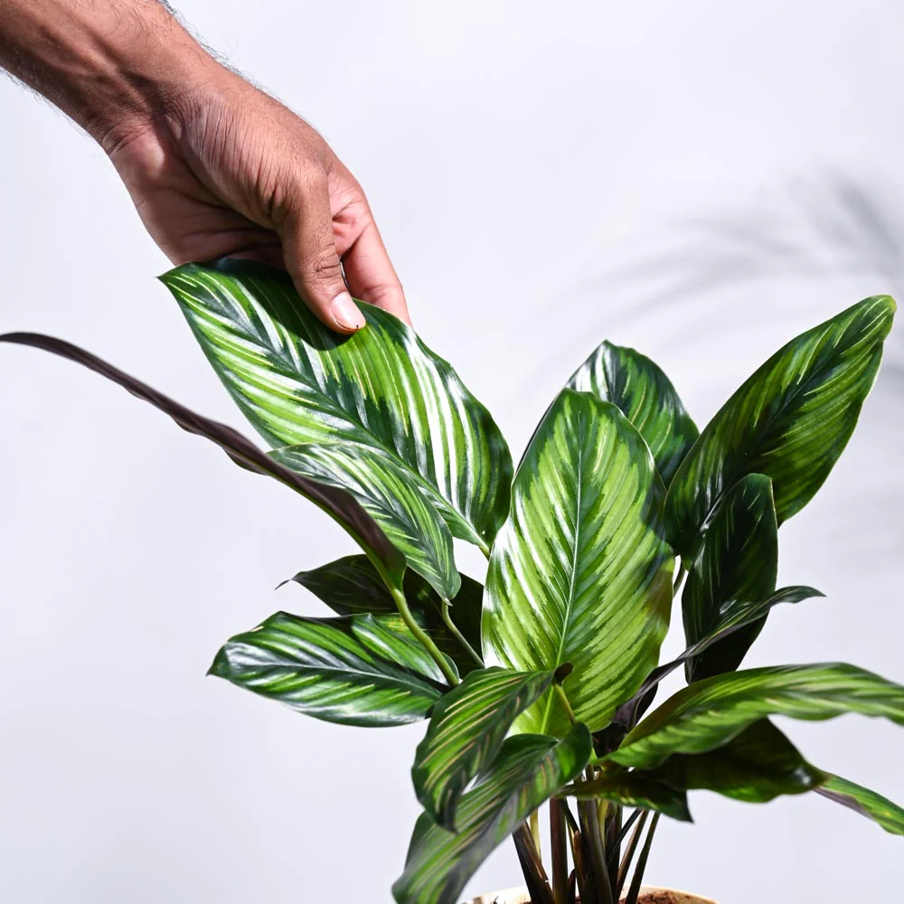 Calathea Pinstripe Plant - Image 17