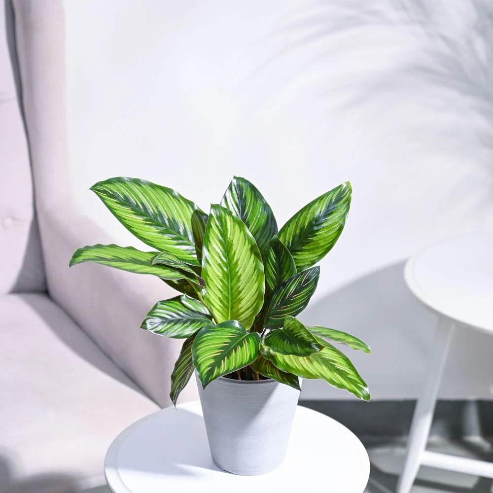 Calathea Pinstripe Plant - Image 18