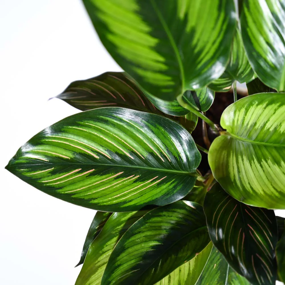 Calathea Pinstripe Plant - Image 31