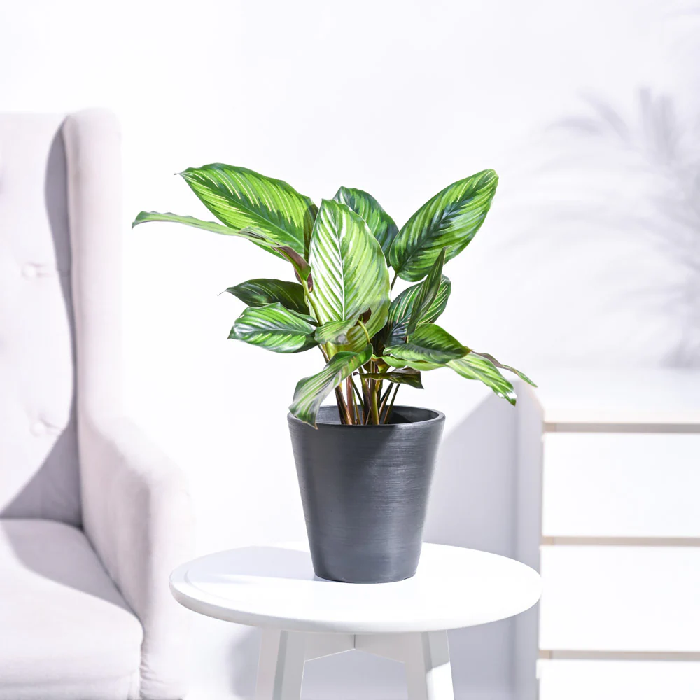 Calathea Pinstripe Plant - Image 34