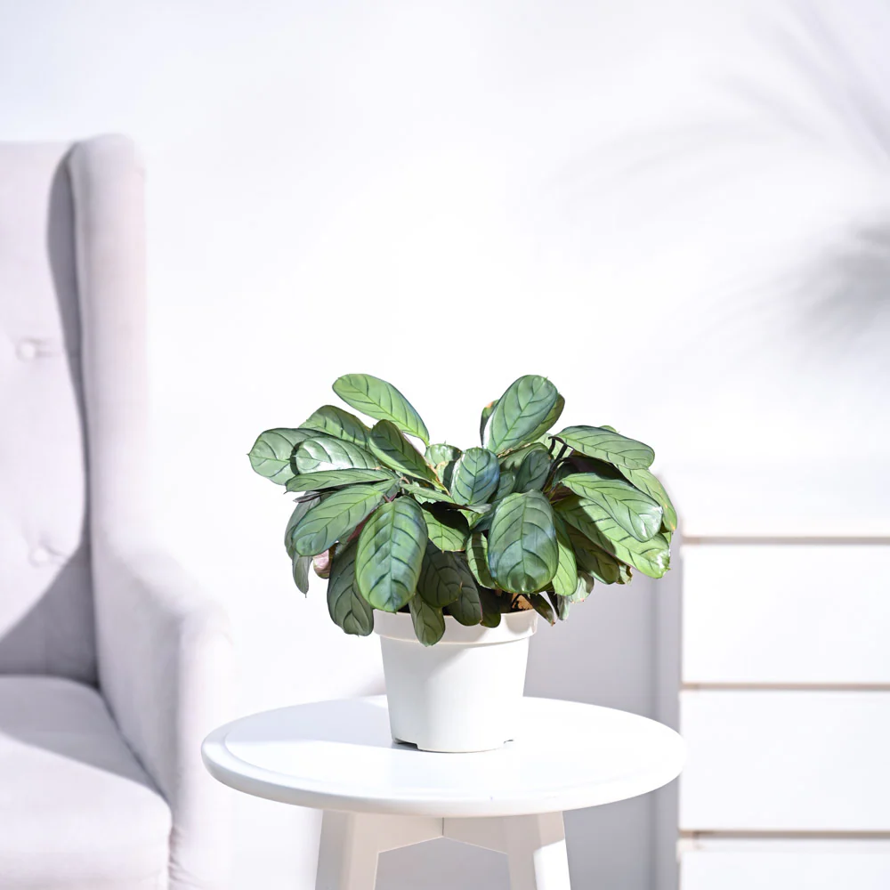 Calathea Prayer Plant - Medium - Image 10
