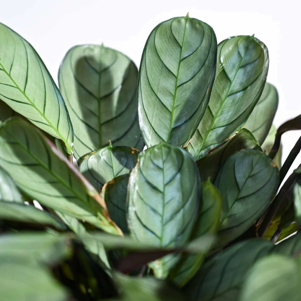 Calathea Prayer Plant - Medium - Image 13