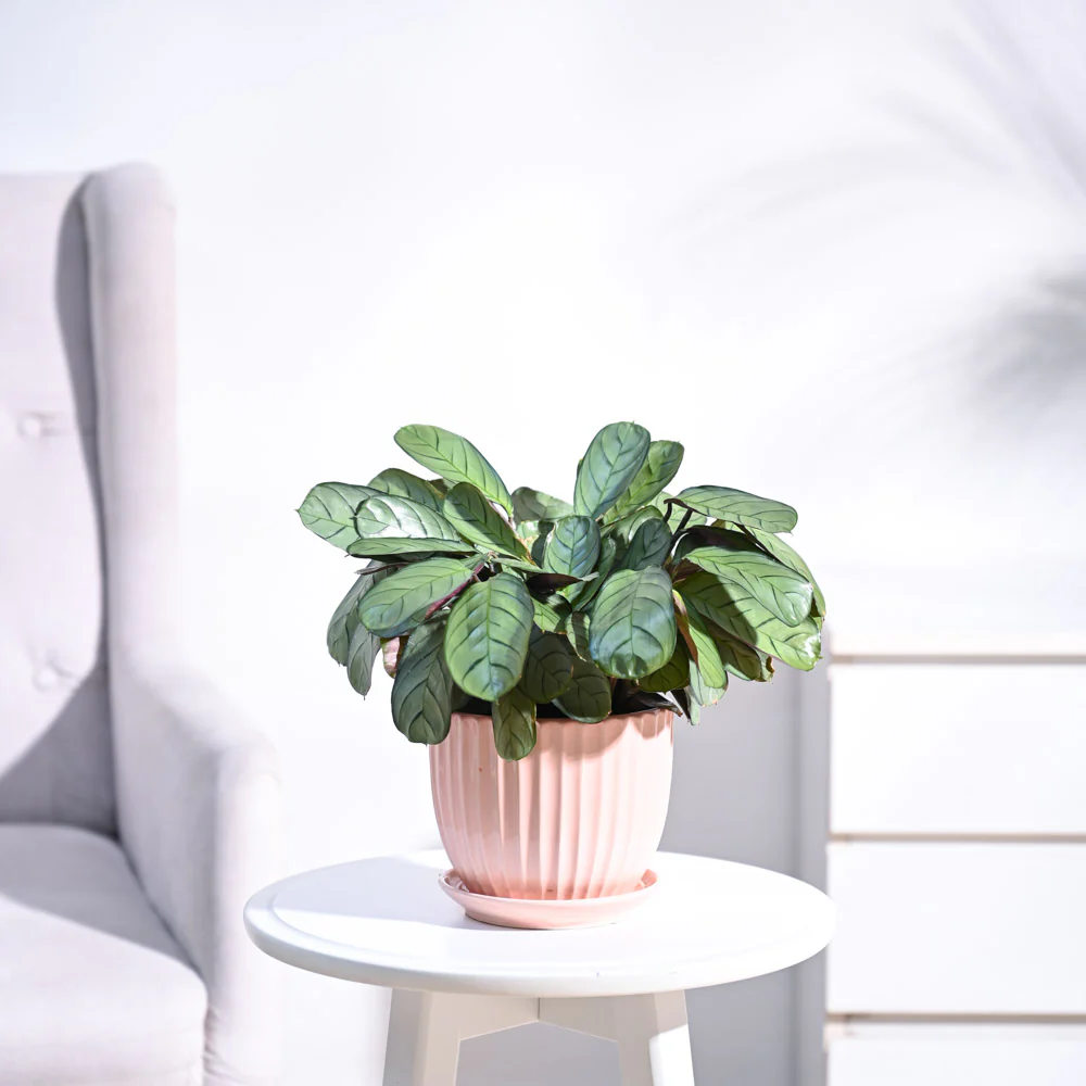 Calathea Prayer Plant - Medium - Image 3