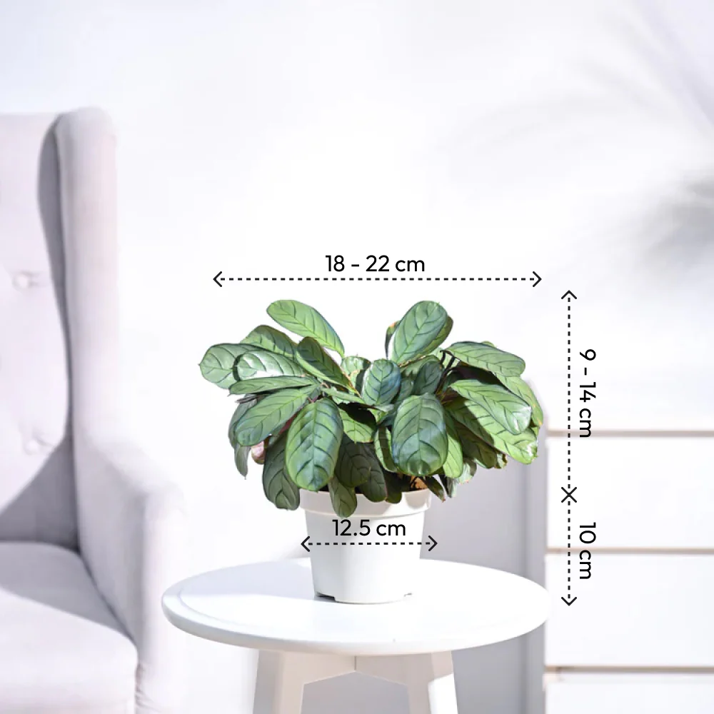 Calathea Prayer Plant - Medium - Image 33