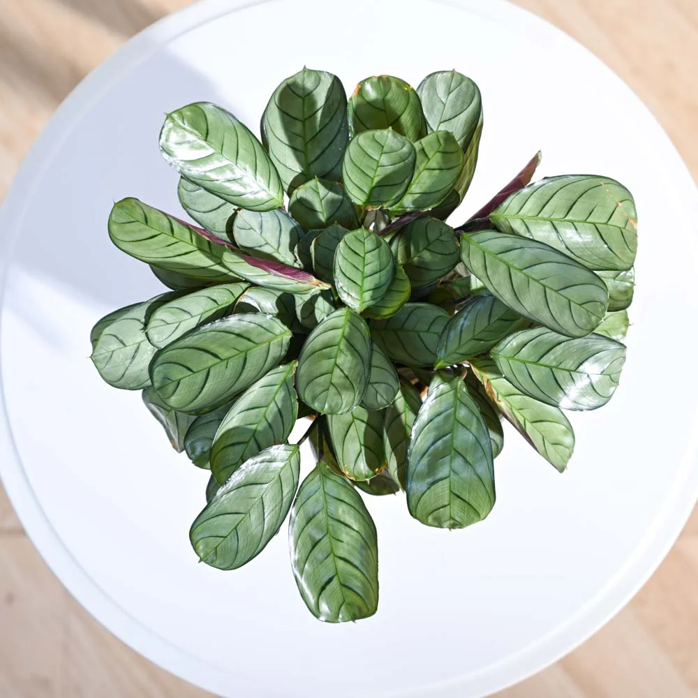 Calathea Prayer Plant - Medium - Image 39