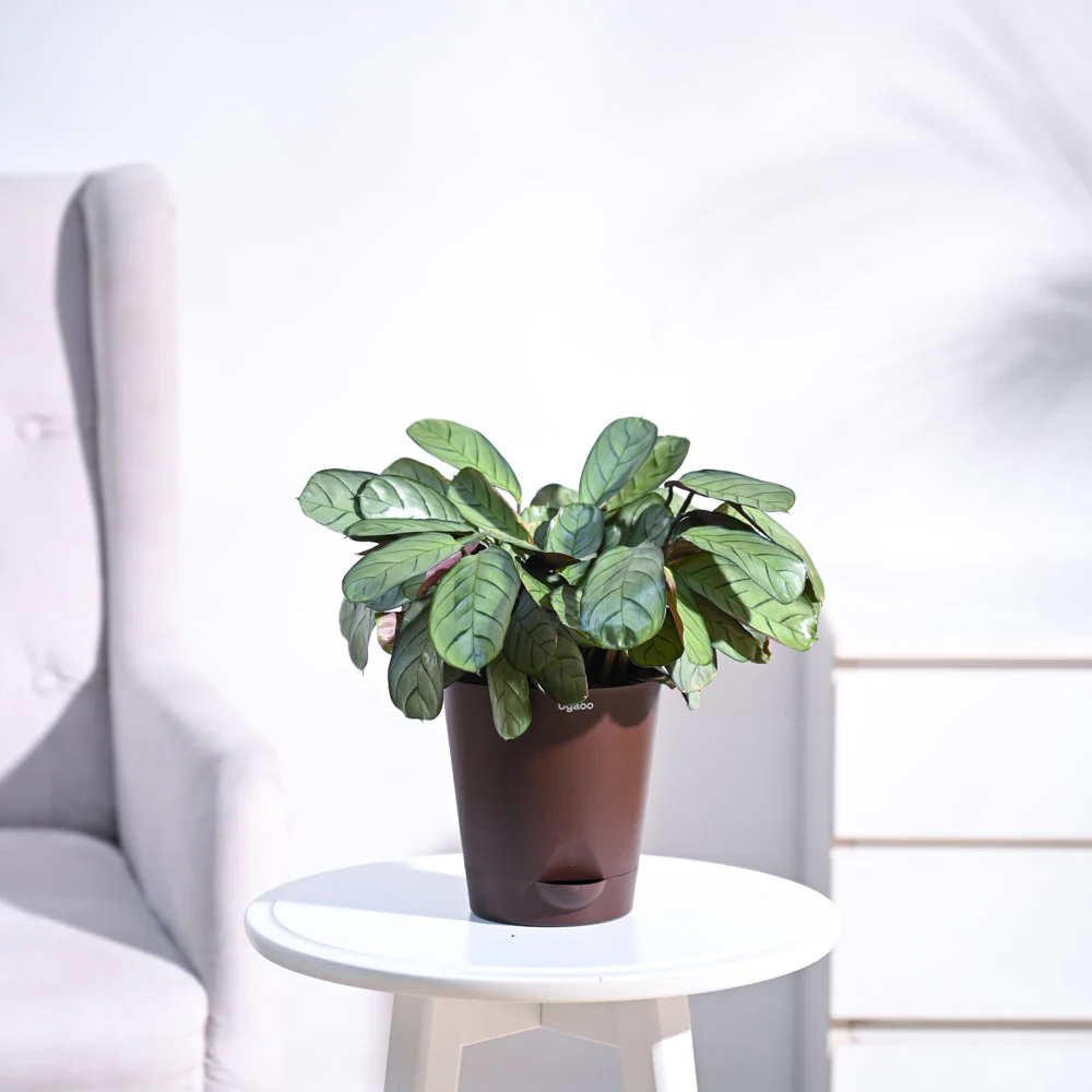 Calathea Prayer Plant - Medium - Image 4