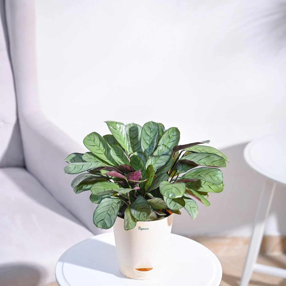 Calathea Prayer Plant - Medium - Image 46