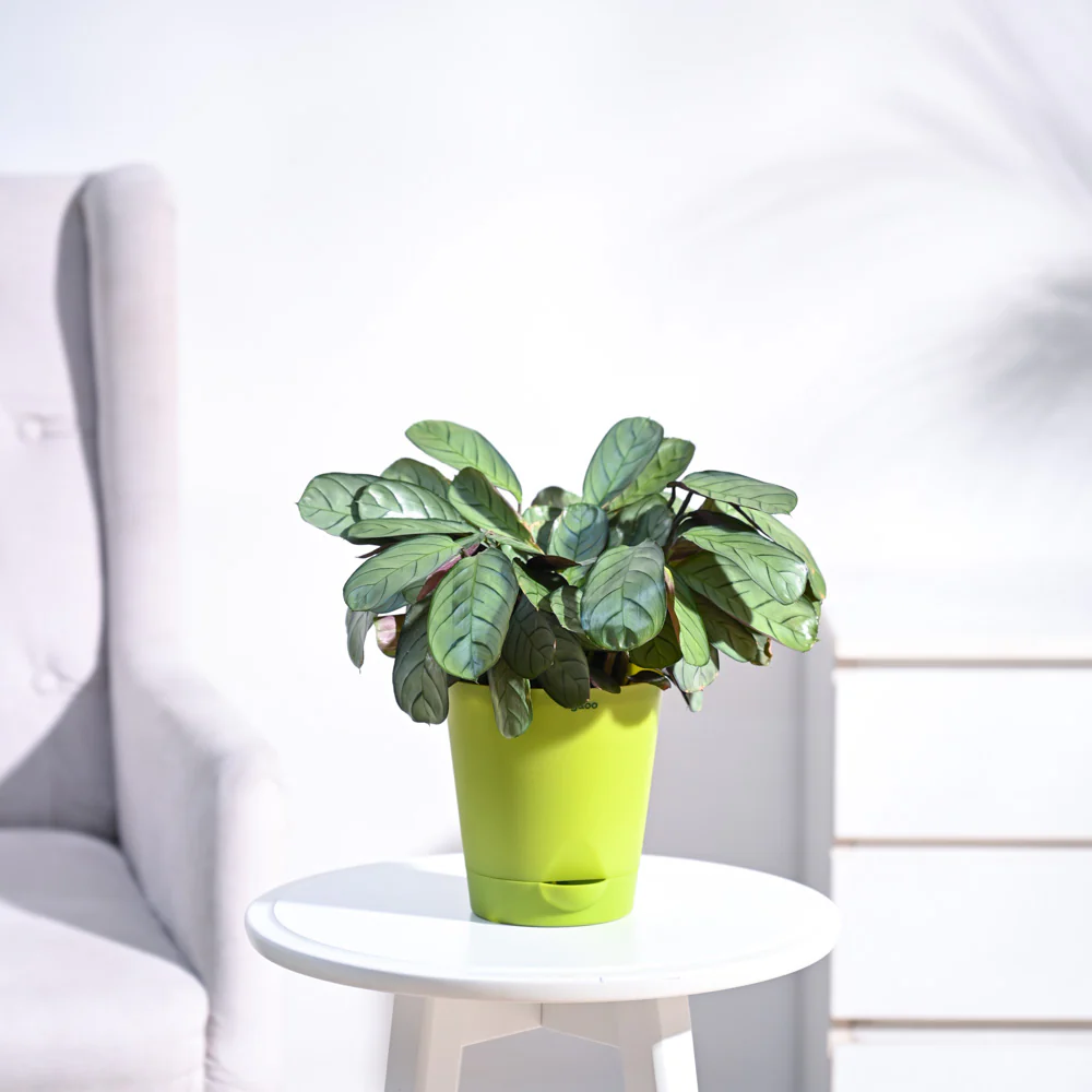 Calathea Prayer Plant - Medium - Image 5