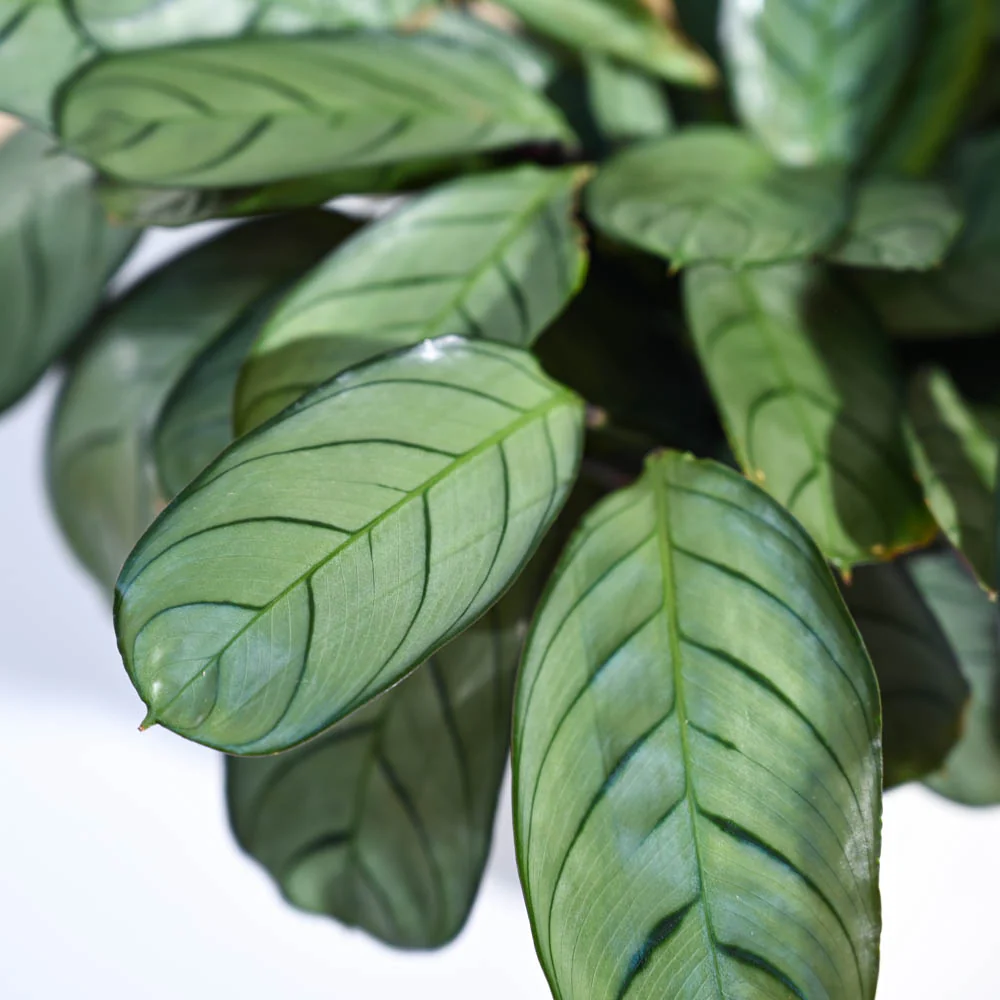 Calathea Prayer Plant - Medium - Image 55