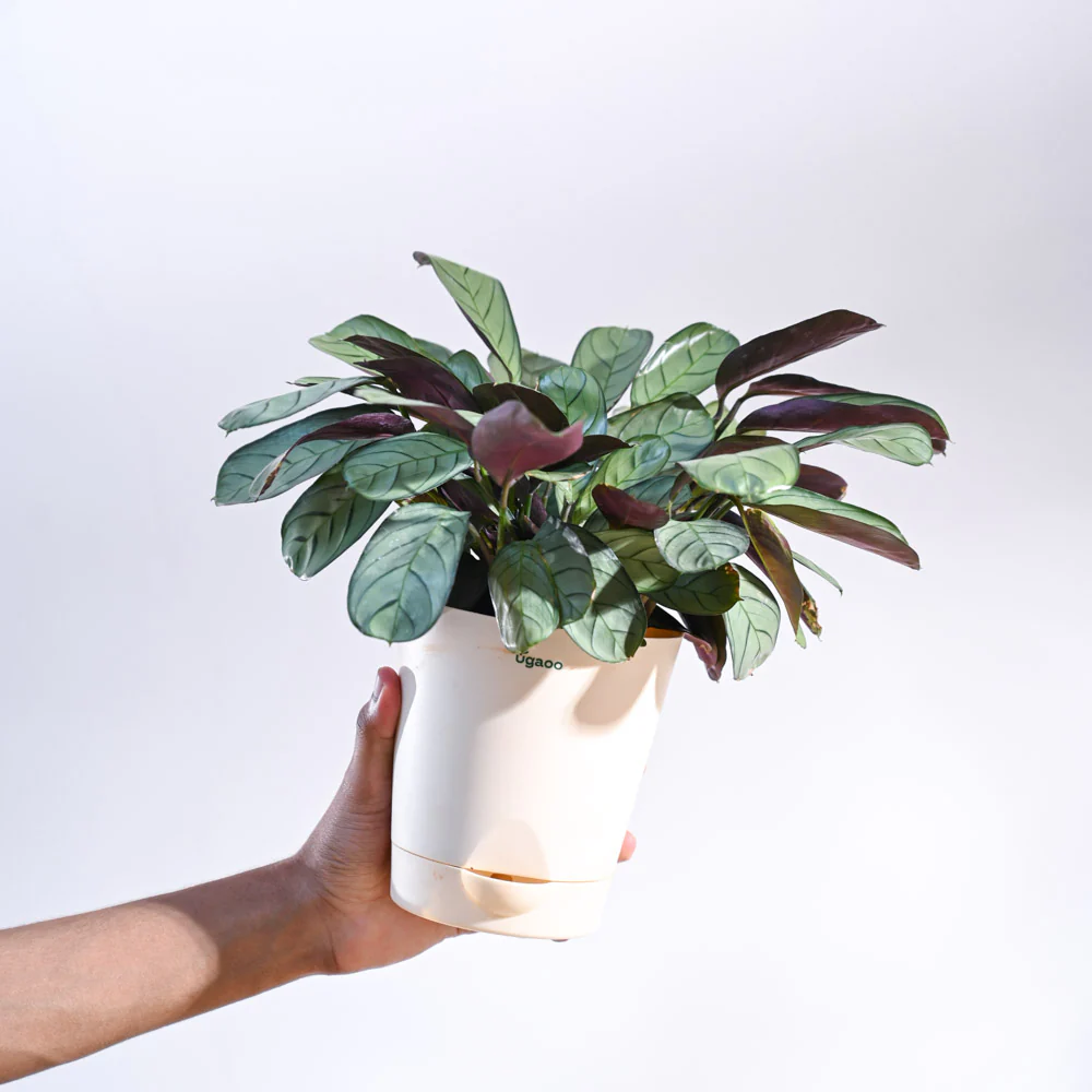 Calathea Prayer Plant - Medium - Image 62
