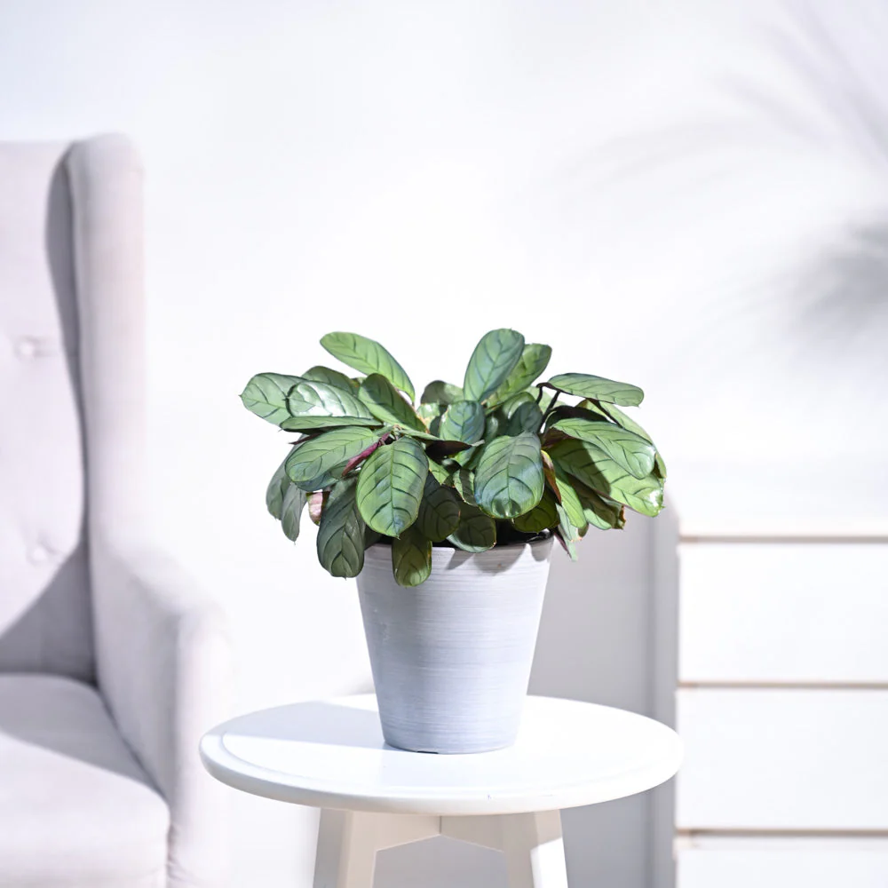 Calathea Prayer Plant - Medium - Image 7