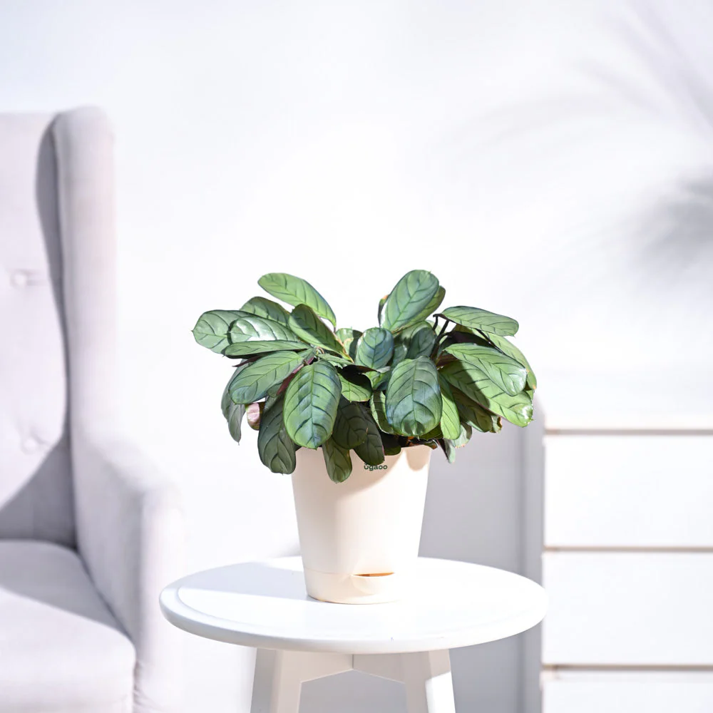 Calathea Prayer Plant - Medium - Image 9