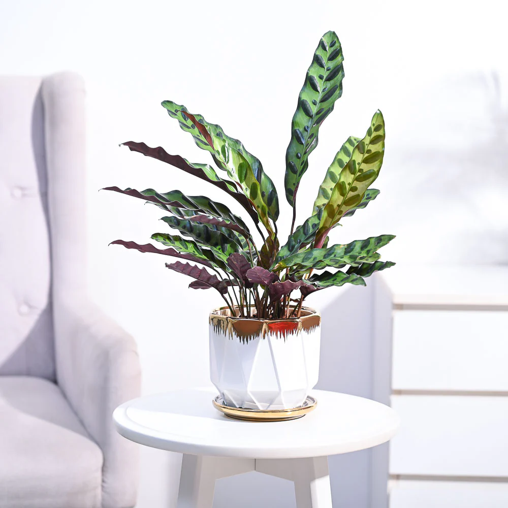 Calathea Rattlesnake Plant - Image 112