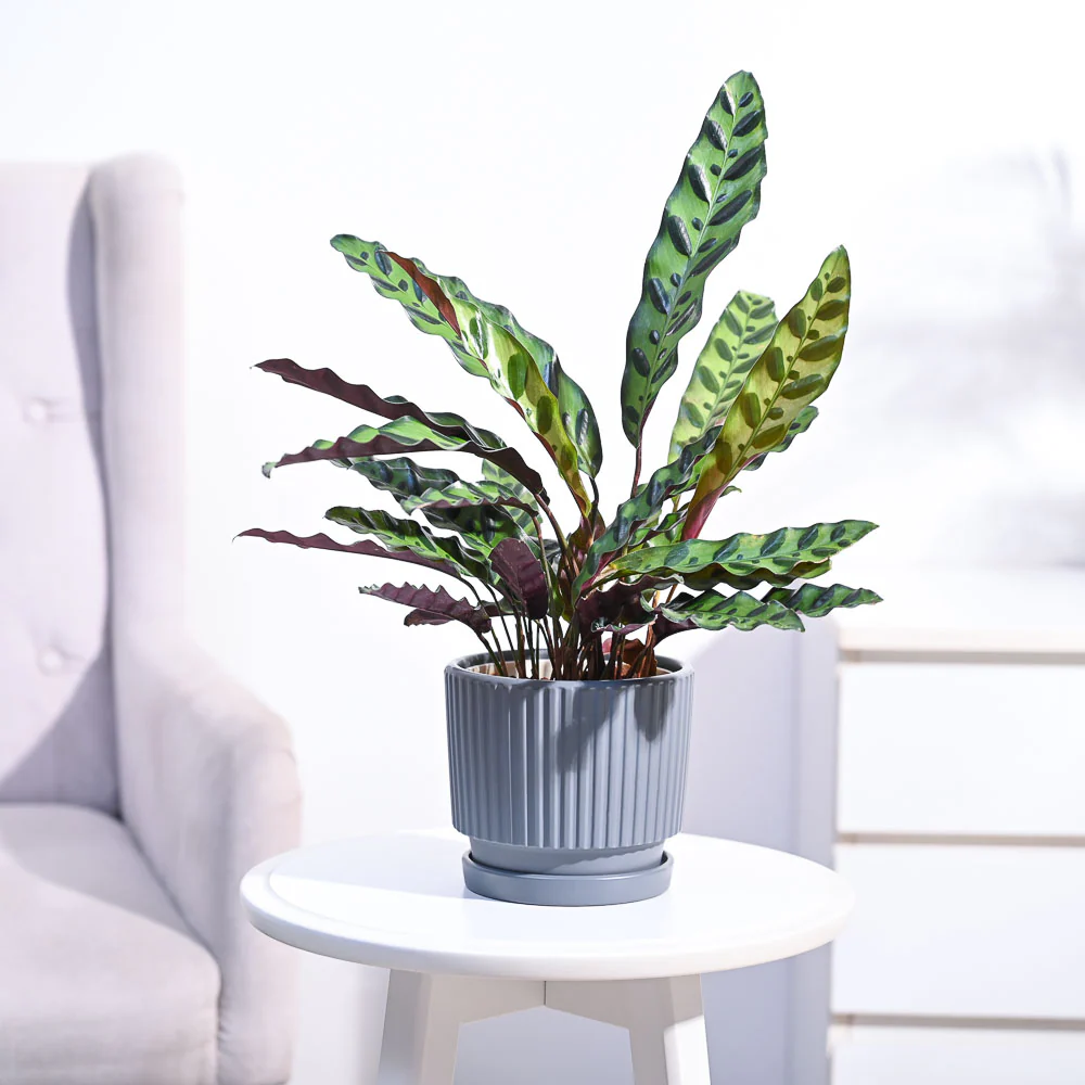 Calathea Rattlesnake Plant - Image 51