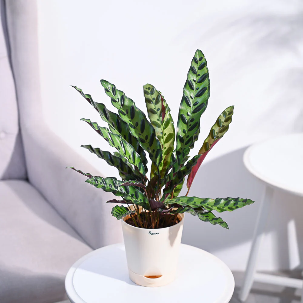 Calathea Rattlesnake Plant - Image 6