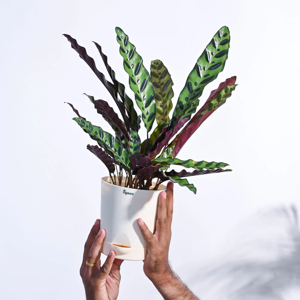 Calathea Rattlesnake Plant - Image 68