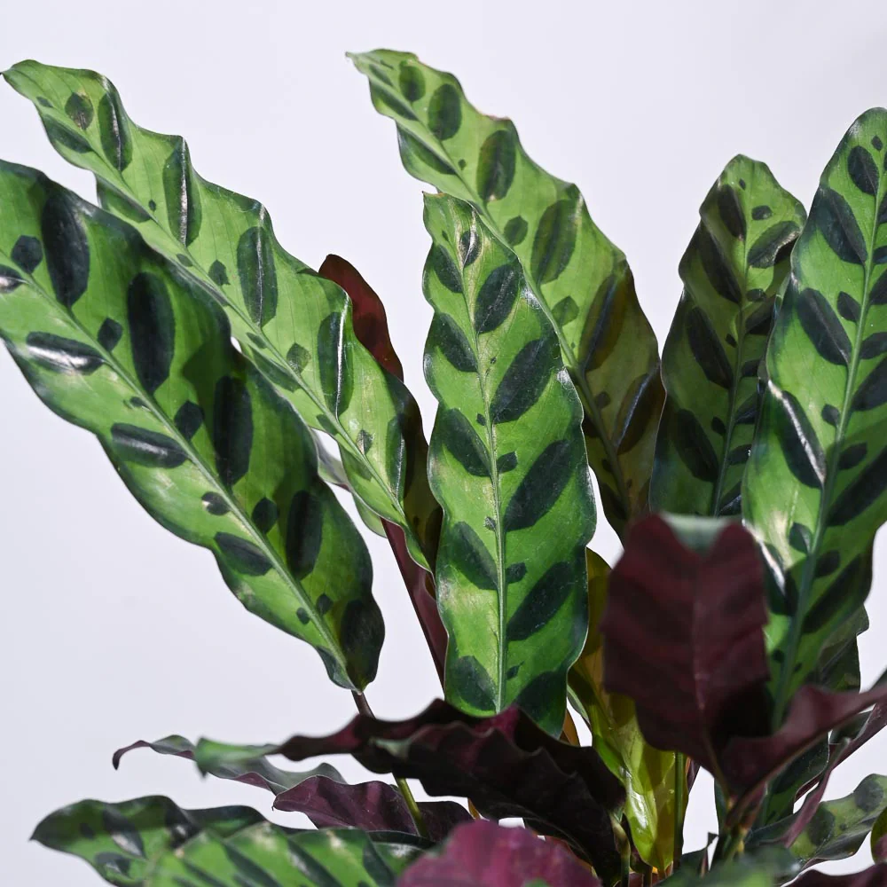 Calathea Rattlesnake Plant - Image 82