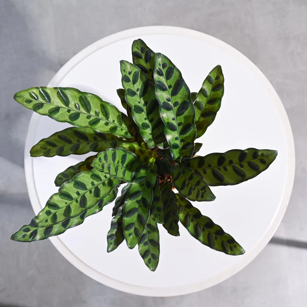 Calathea Rattlesnake Plant - Image 94