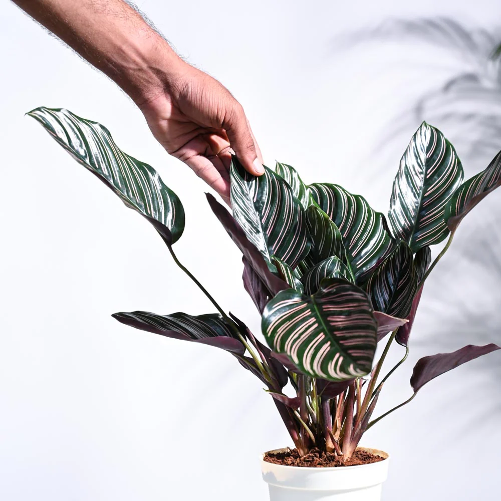 Calathea Sanderiana - Image 16