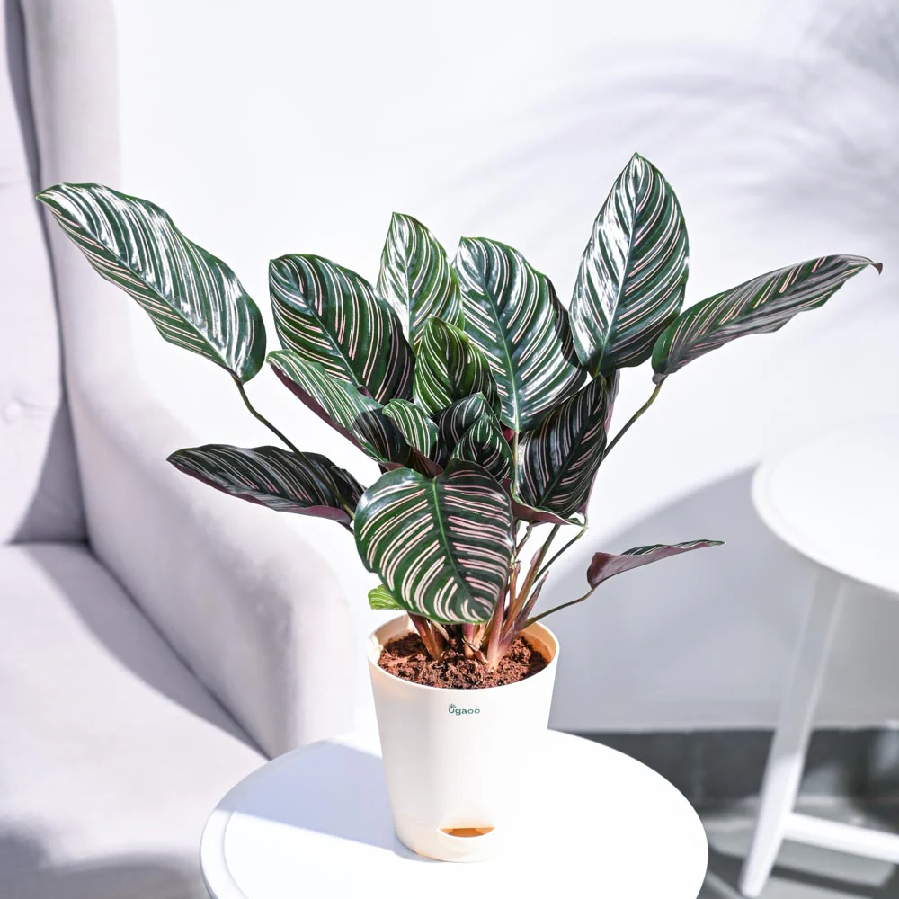 Calathea Sanderiana - Image 28