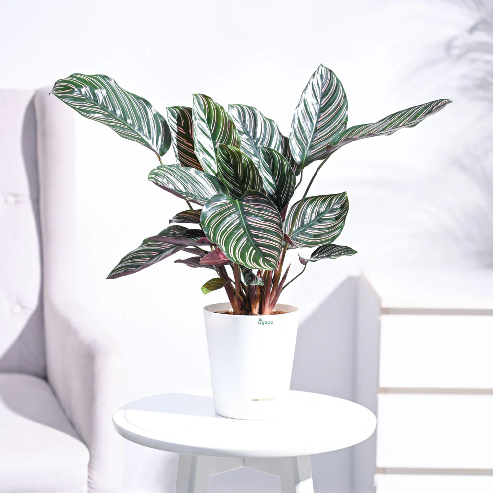 Calathea Sanderiana - Image 31