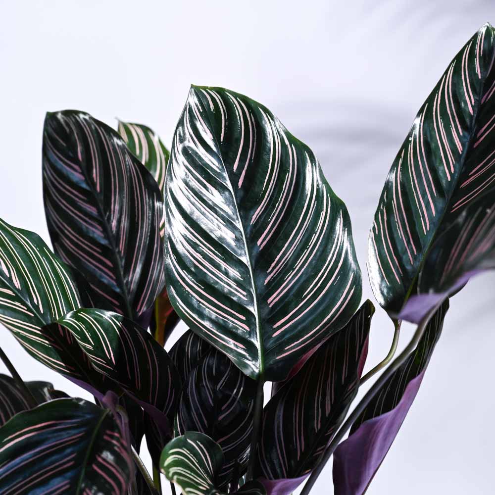 Calathea Sanderiana - Image 38