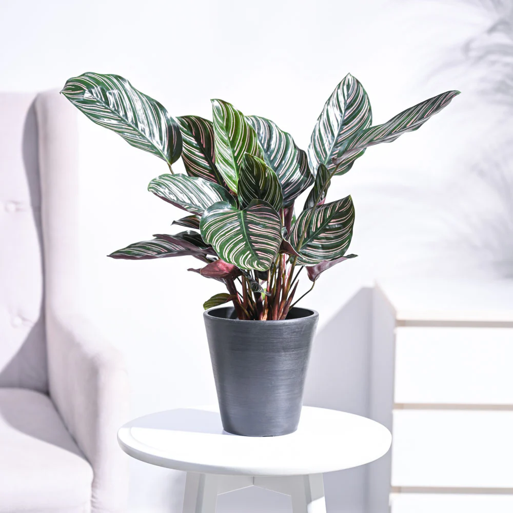 Calathea Sanderiana - Image 40