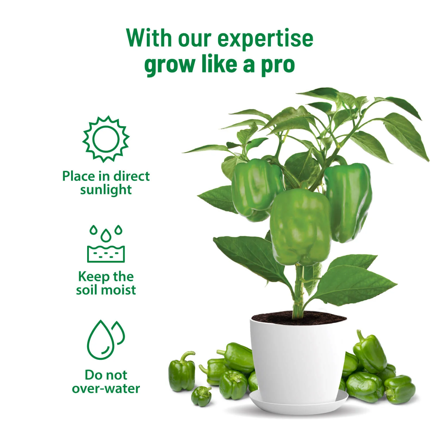 Capsicum Grow Kit - Image 3