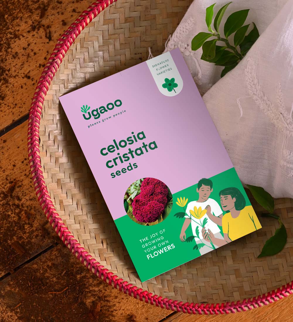 Celosia Cristata Seeds - Image 2