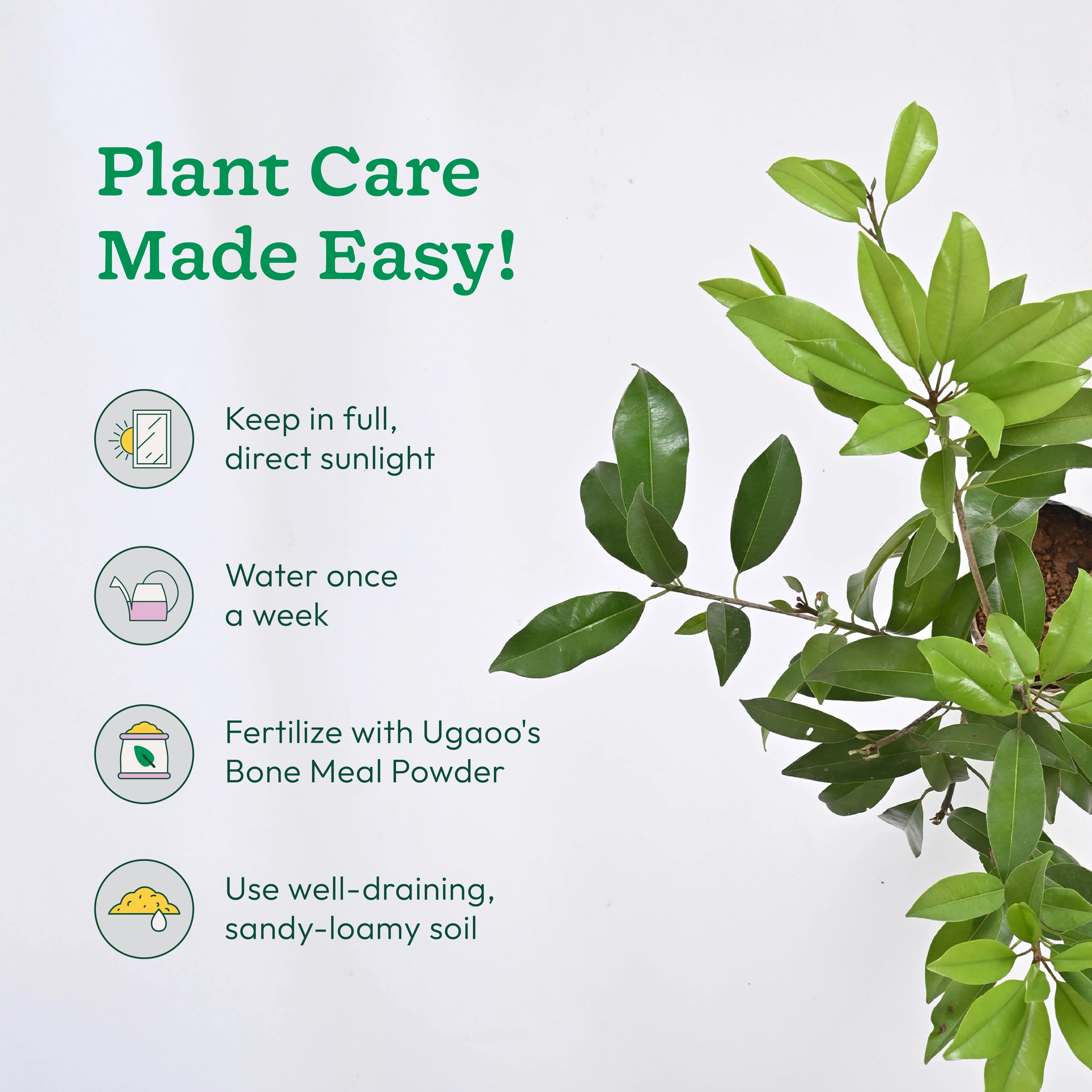 Chiku Plant with Grow Bag - Image 3