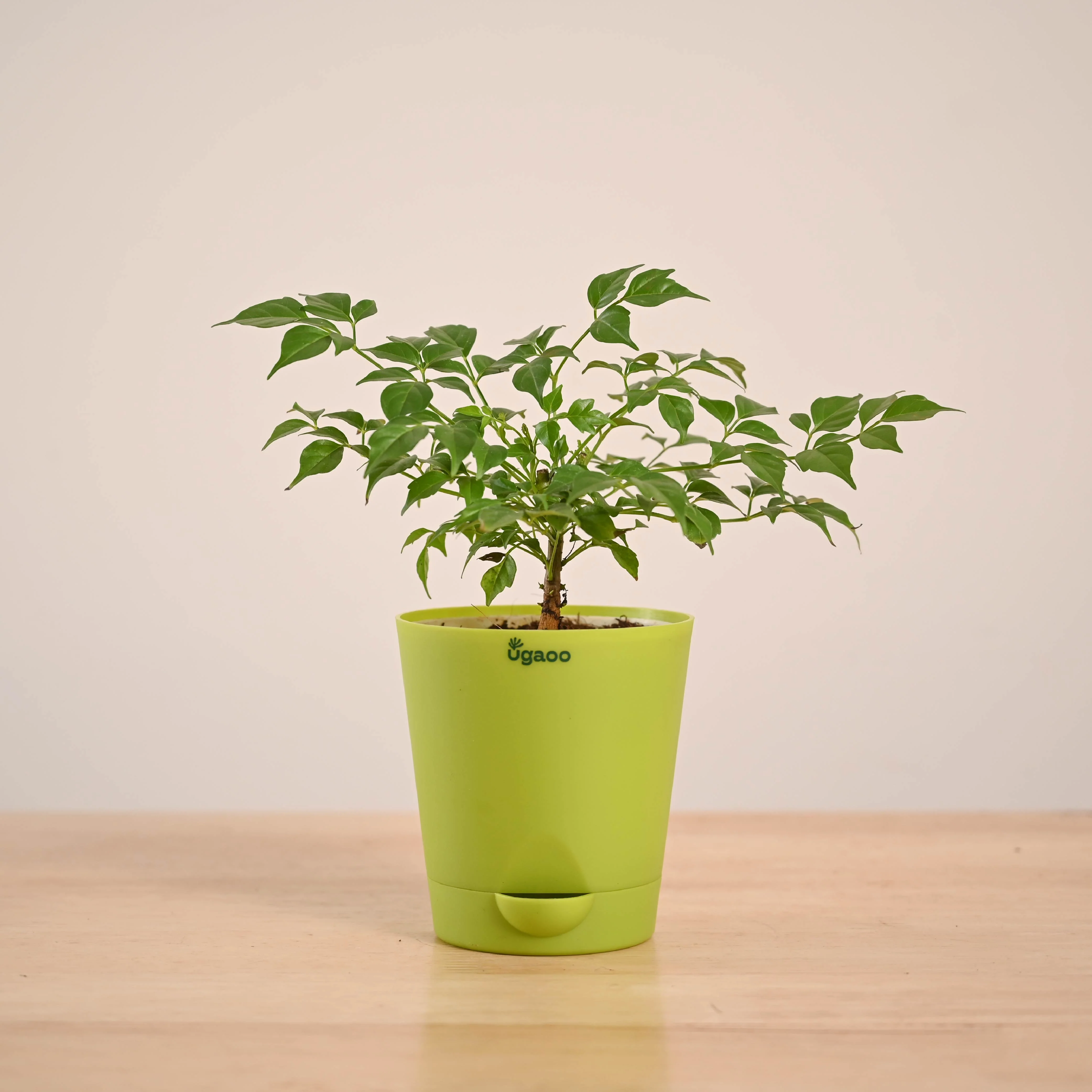 China Doll Plant (4 inch) - Image 26